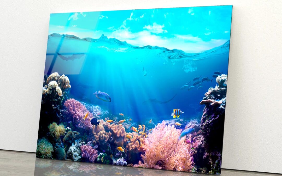 Underwater View of The Coral Reef Acrylic Glass Print Tempered Glass Wall Art 100% Made in Australia Ready to Hang