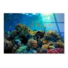 Beautiful Coral Reef and Mach Fish Acrylic Glass Print Tempered Glass Wall Art 100% Made in Australia Ready to Hang - Image 4
