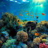 Beautiful Coral Reef and Mach Fish Acrylic Glass Print Tempered Glass Wall Art 100% Made in Australia Ready to Hang - Image 5