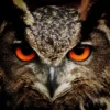 Owl Portrait Closeup Photograph Home Decor Premium Quality Poster Print Choose Your Sizes - Image 2