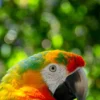 Parrot Portrait Photograph Home Decor Premium Quality Poster Print Choose Your Sizes - Image 2