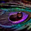 Waterdrops on Peacock Feathers Photograph Home Decor Premium Quality Poster Print Choose Your Sizes - Image 2