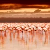 Flamingos in a Lake Photograph Home Decor Premium Quality Poster Print Choose Your Sizes - Image 2
