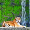 Tiger in Zoo Closeup Photograph Home Decor Premium Quality Poster Print Choose Your Sizes - Image 2