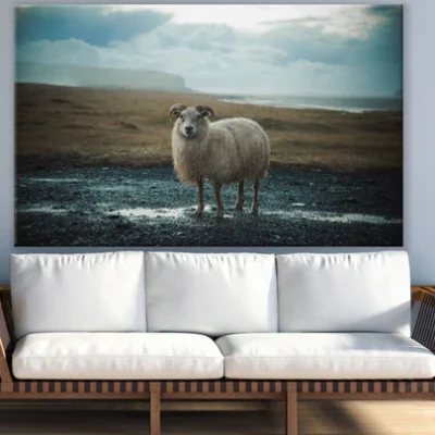 Sheep Staring Photograph View Print 100% Australian Made