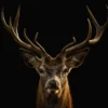 Deer Face Portrait Photograph Home Decor Premium Quality Poster Print Choose Your Sizes - Image 2