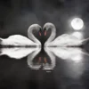 Swans on Lake B&W Photograph Home Decor Premium Quality Poster Print Choose Your Sizes - Image 2