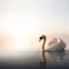 Swan on a Lake Photograph Print 100% Australian Made - Image 2