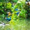 Kingfisher Birds Photograph Print 100% Australian Made - Image 2