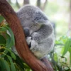 Koala Bear on a Tree Photograph Home Decor Premium Quality Poster Print Choose Your Sizes - Image 2