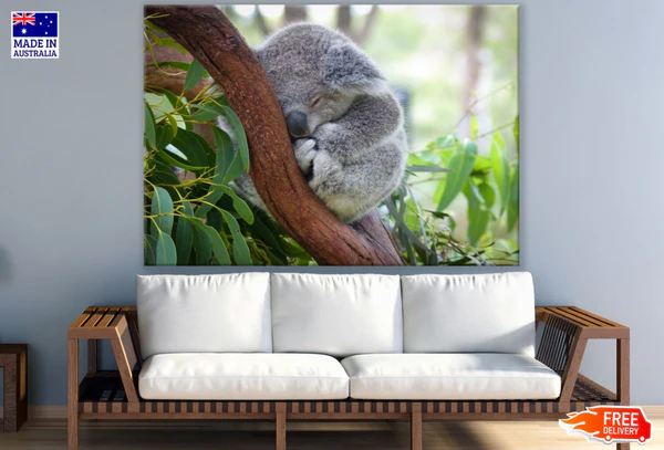 Koala Bear on a Tree Photograph Print 100% Australian Made