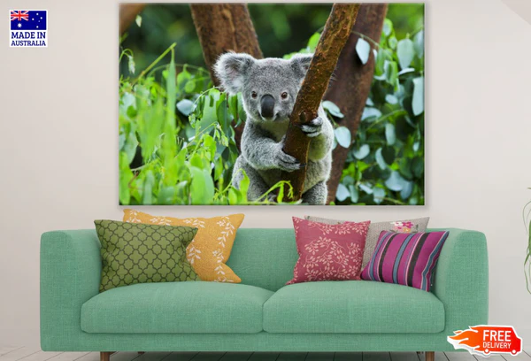 Koala Bear on Tree Photograph Print 100% Australian Made