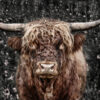 Highland Cow Closeup Photograph Print 100% Australian Made - Image 2