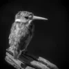 Kingfisher Bird B&W Photograph Home Decor Premium Quality Poster Print Choose Your Sizes - Image 2