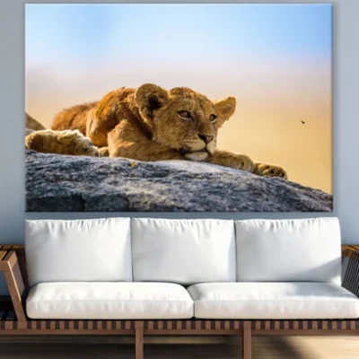Lion Cub on a Rock Photograph Print 100% Australian Made