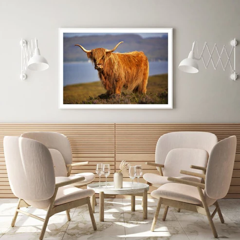 Highland Cow on Field Photograph Home Decor Premium Quality Poster Print Choose Your Sizes