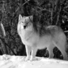 Wolf on Snow Photograph Home Decor Premium Quality Poster Print Choose Your Sizes - Image 2