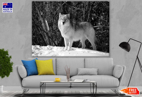 Wolf on Snow Photograph Print 100% Australian Made
