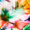 Colourful Feather Design Print 100% Australian Made - Image 2