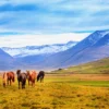 Horses in Meadow Photograph Print 100% Australian Made - Image 2