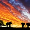 Elephants at Sunset Photograph Home Decor Premium Quality Poster Print Choose Your Sizes - Image 2