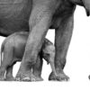 Elephants B&W Photograph Home Decor Premium Quality Poster Print Choose Your Sizes - Image 2