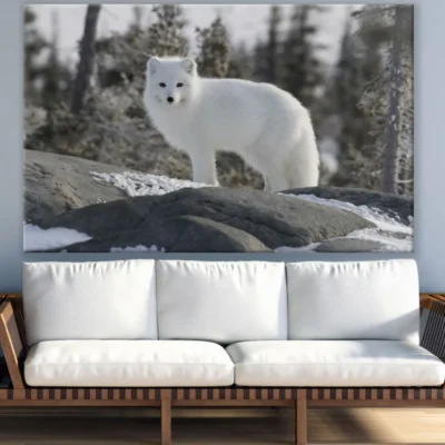 White Fox on Snow Photograph Print 100% Australian Made