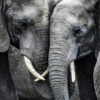Elephant Couple Portrait Photography Print 100% Australian Made - Image 2