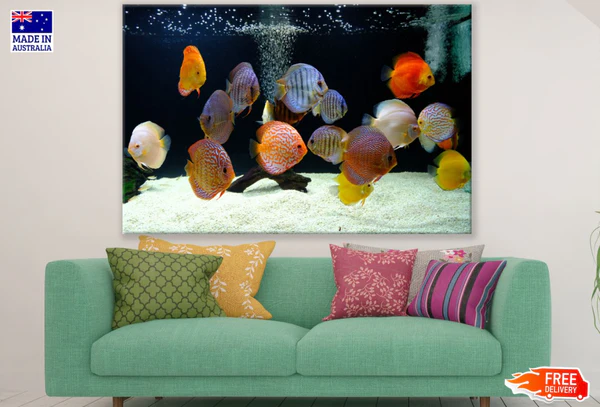 Colorful Fish in Tank Photograph Print 100% Australian Made