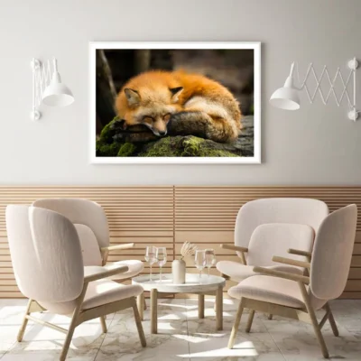 Sleeping Fox Closeup Photograph Home Decor Premium Quality Poster Print Choose Your Sizes