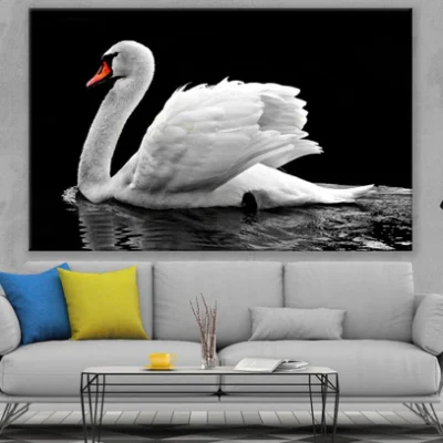 Swan on Lake Closeup Photograph Print 100% Australian Made