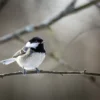 Bird on a Tree Closeup Photograph Home Decor Premium Quality Poster Print Choose Your Sizes - Image 2