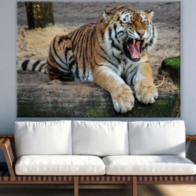 Tiger Roaring Closeup Photograph Print 100% Australian Made
