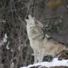 Wolf Hooting Closeup Photograph Home Decor Premium Quality Poster Print Choose Your Sizes - Image 2