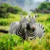 Zebras in Forest Photograph View Print 100% Australian Made - Image 2