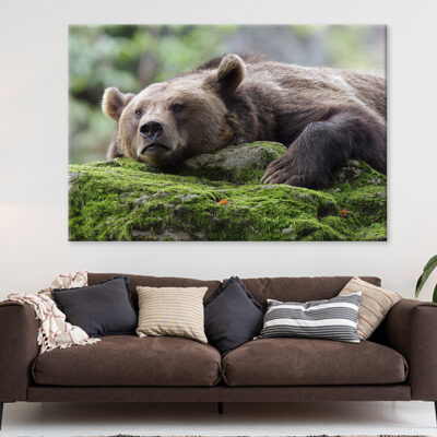 Resting Brown Bear Wall Art Print 100% Australian Made