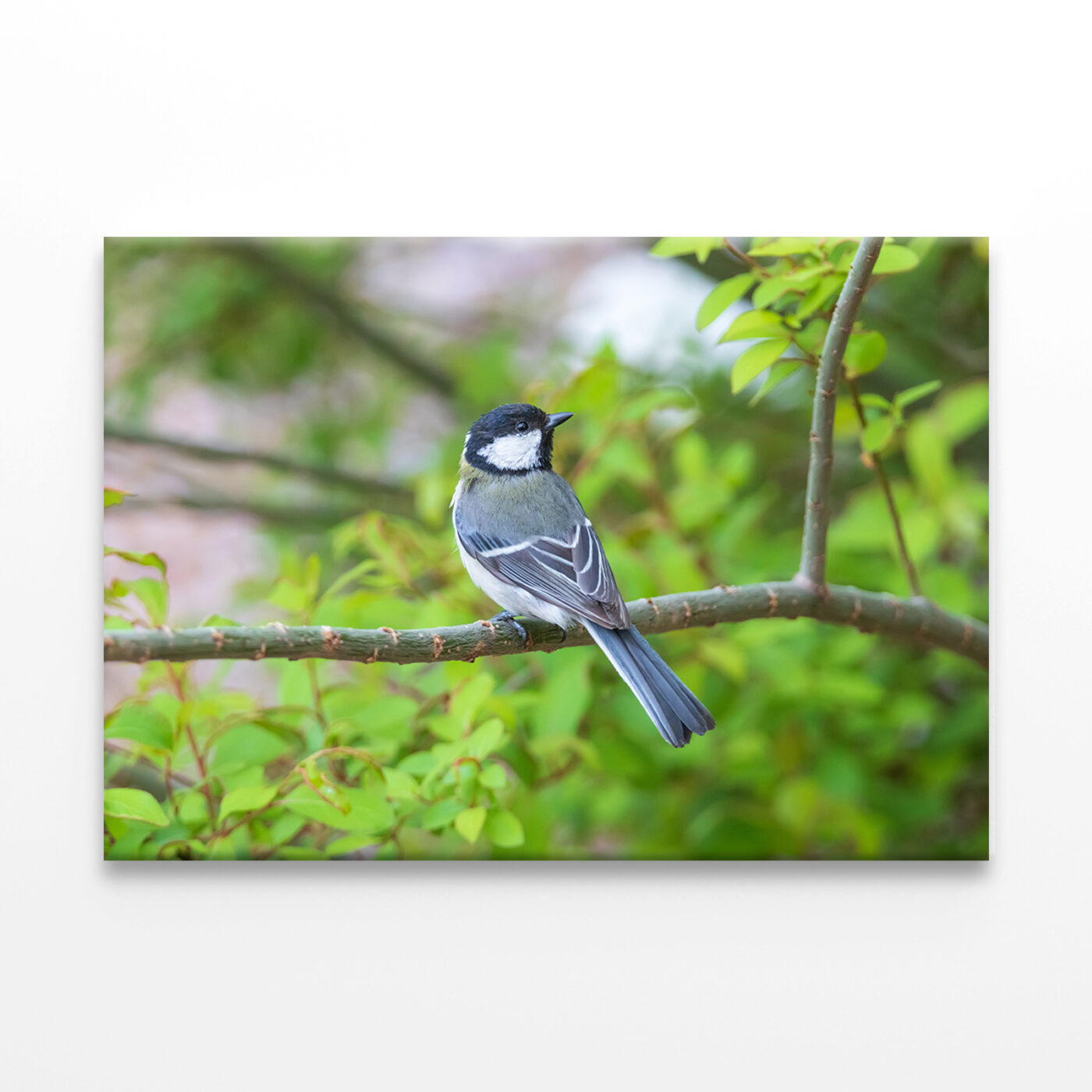 Great Tit on Cherry Blossom Tree Wall Art Print 100% Australian Made - Image 2