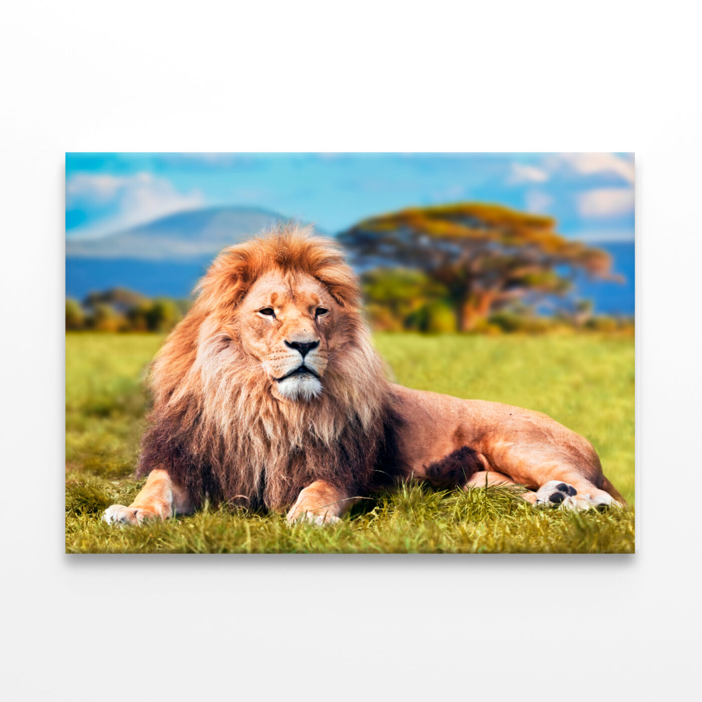 Lion Lying  Savannah  Grass Wall Art Print 100% Australian Made - Image 3