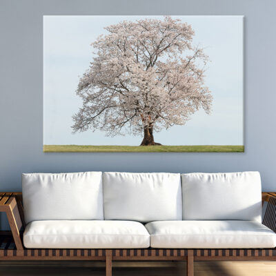 Spring Cherry Blossoms in Bloom Wall Art Print 100% Australian Made