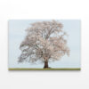 Spring Cherry Blossoms in Bloom Wall Art Print 100% Australian Made - Image 2