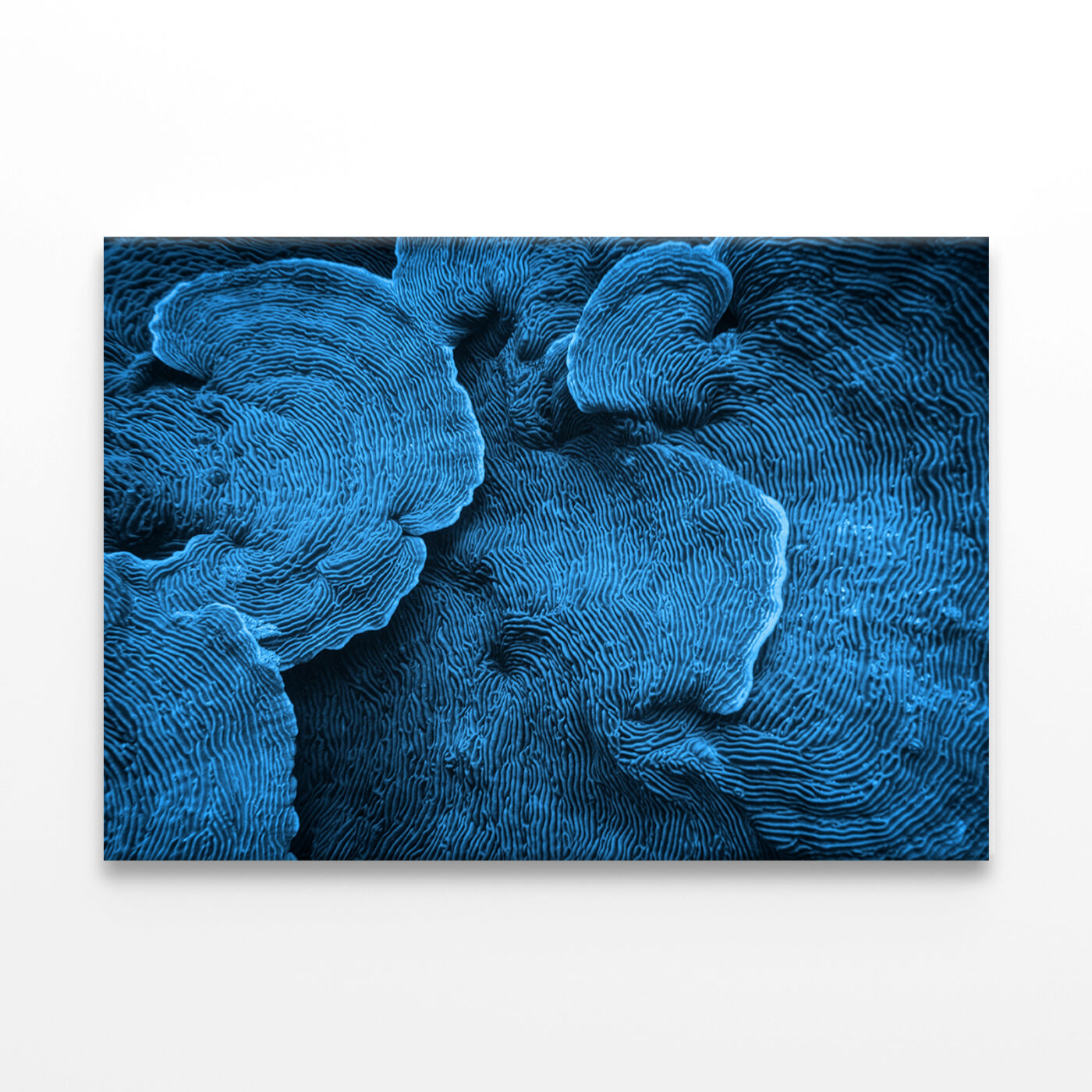 Elephant Skin Coral Texture Abstract Wall Art Print 100% Australian Made - Image 2