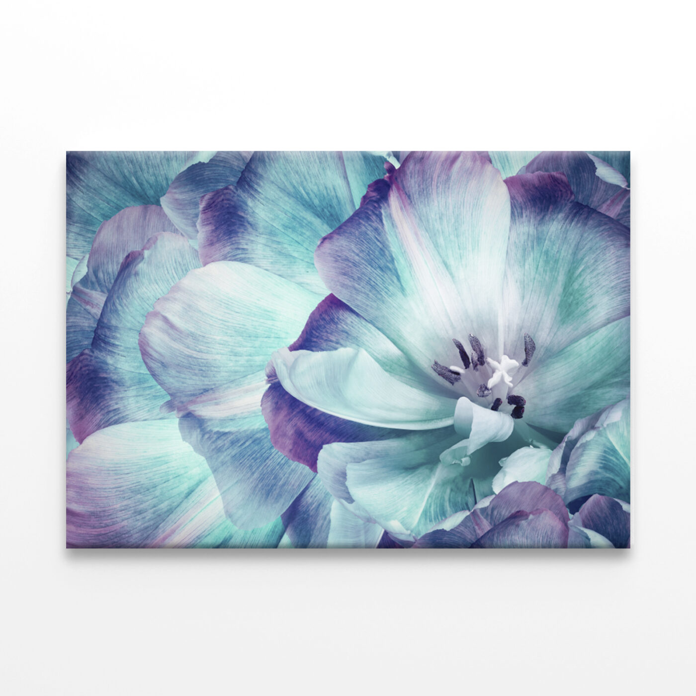 Elegant Tulip Flower And Close-Up Wall Art Print 100% Australian Made - Image 2