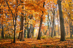 Golden Leaves & Rustic Vibes: Trending Autumn Wall Art for 2025 - Wall Art Clearance - Australia