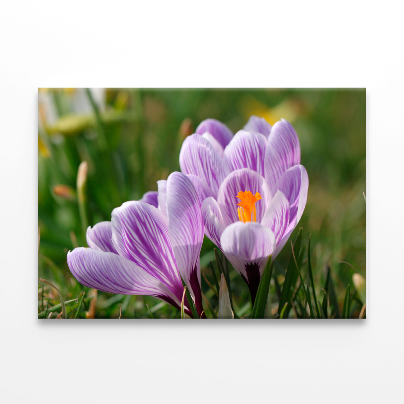 Spring Growing Flowers And Nature Wall Art Print 100% Australian Made - Image 2