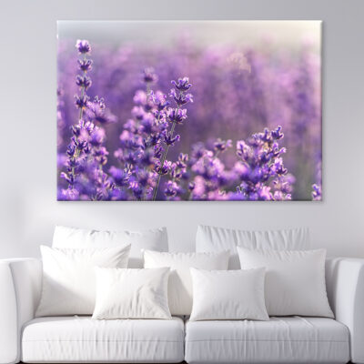 Blooming Lavender Field in Provence Wall Art Print 100% Australian Made