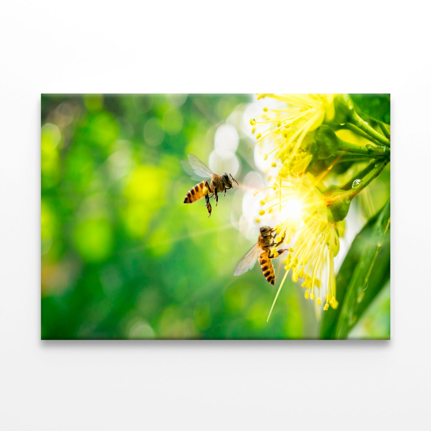 Bee Collecting Pollen In Flower Wall Art Print 100% Australian Made - Image 2