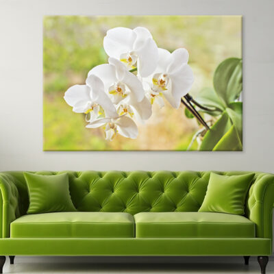 Elegant White Orchid Flowers  Wall Art Print 100% Australian Made