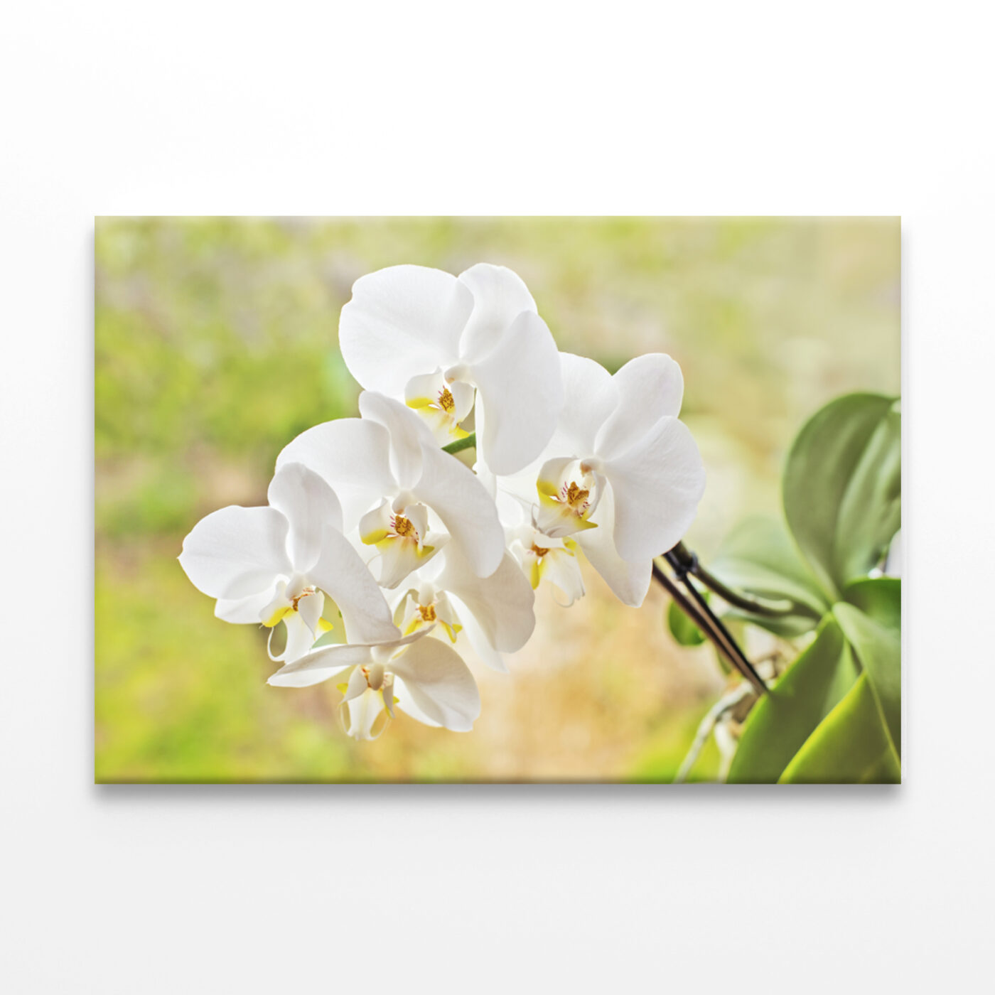 Elegant White Orchid Flowers  Wall Art Print 100% Australian Made - Image 2