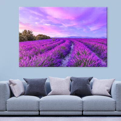 Sunset with Blooming Lavender Flowers Wall Art Print 100% Australian Made