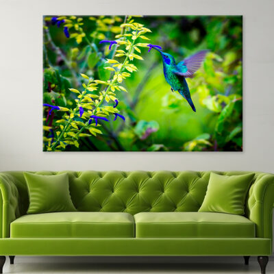 Green Violet Hummingbird Mexico Wall Art Print 100% Australian Made